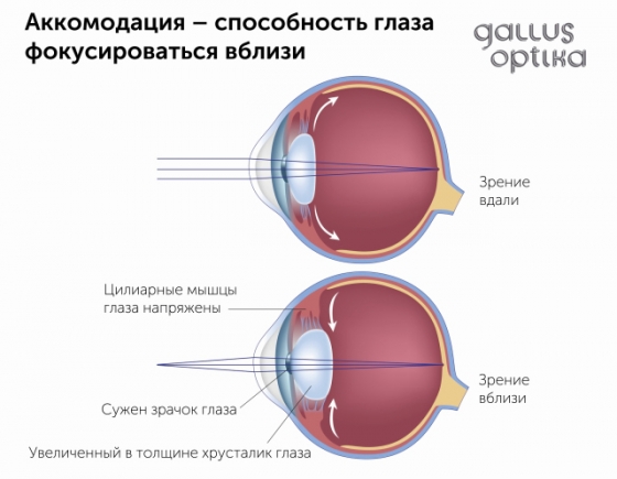 Аккомодация - способность глаза видеть как дальние так и близкие объекты