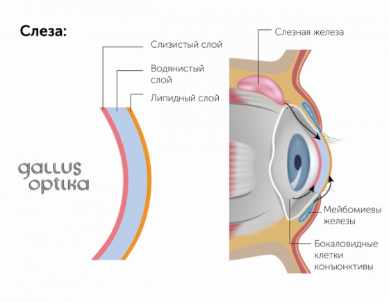 Состав слезной оболочки